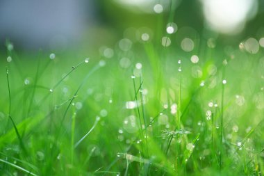 Çimenlerin ve su damlalarının doğa arkaplanı