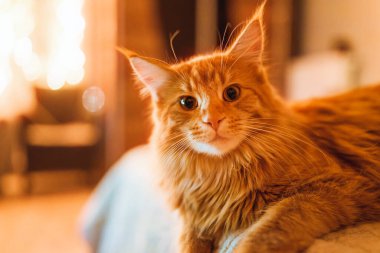 Yumuşak ve parlak arka planda tüylü kızıl bir hayvan