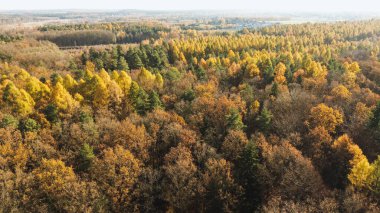 Yoğun bir ormandaki renkli ağaçların insansız hava aracı görüntüleri.