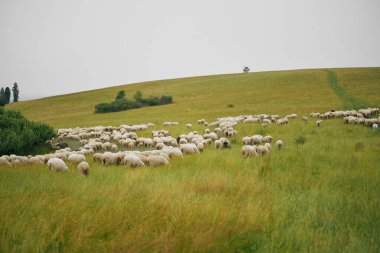 Canlı yeşil çayırlarda otlayan koyunlar.