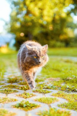 Dışarıda yeşil çimlerde oturan sevimli gri kedi.