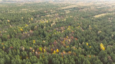 Sonbahar ışığında ormanın en üst manzarası