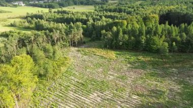Orman örtüsü dokusu ve karışık genç ormanlar.