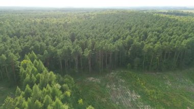 Young evergreen plants spreading across open land