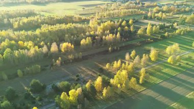 Yeşil çayır ve yukarıdan sarı ağaçlar