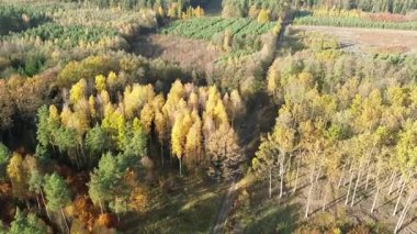 Yoğun bir ormanda renkli ağaç desenleri.