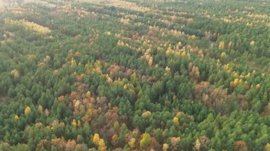 Renkli sonbahar manzarası.