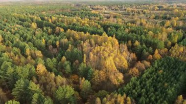 Karışık ağaçlarla dolu manzaralı sonbahar manzarası