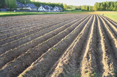 Görülebilir toprak sırtları olan yeni ekilmiş topraklar.