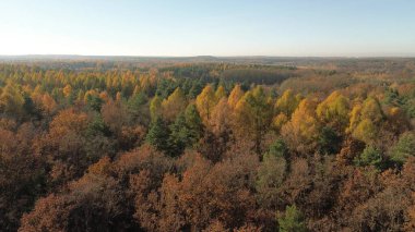 Sonbahar ormanı yukarıdan gölgelik