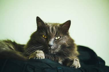 Kabarık gri bir kedinin dinlenme portresi.