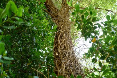 Kaba ağaç kabuğundaki sarmaşıkların yakınına.