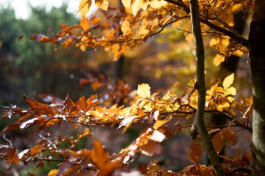 Sabah vakti sonbahar yapraklarının kapanışı