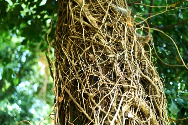 Engebeli ağaç gövdesi boyunca büyüyen orman bitkileri