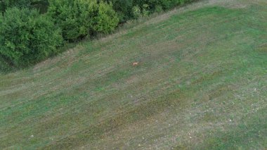 Geyik otlatan huzurlu kırsal manzara