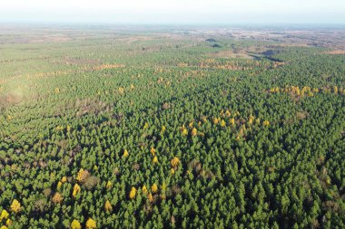 Parlak sonbahar renkleriyle doğal sonbahar ormanı