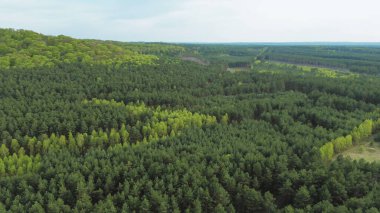 Dağ ormanında taze yeşil ağaçlar