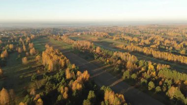 Sonbahar güneşinde parlayan orman tepe örtüsü
