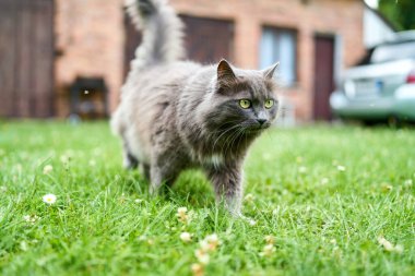 Açık havada doğal ortamda sevimli, genç bir kedi.