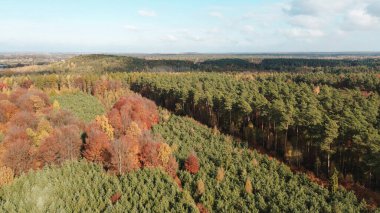 Sonbahar mevsiminde yukarıdan yoğun orman