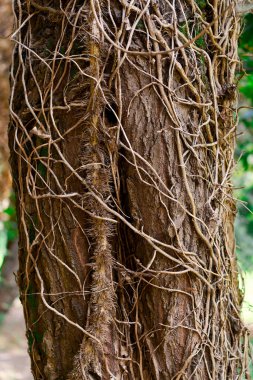 Sarmaşık kökleri yaşlı bir ağaca tırmanıyor.