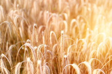 Parlak yaz gökyüzünün altında olgunlaşan buğday bitkileri