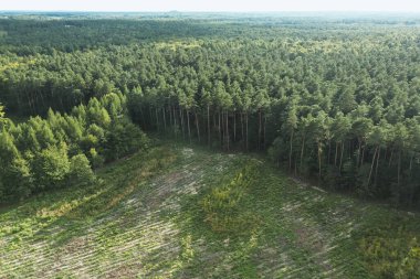 Sürdürülebilir ağaç dikme yoluyla çevresel koruma