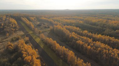 Renkli sonbahar ağaçları tarlalarla çevrili tarlalar.