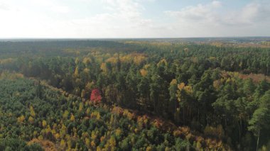 Sonbahar mevsiminde yukarıdan yoğun orman
