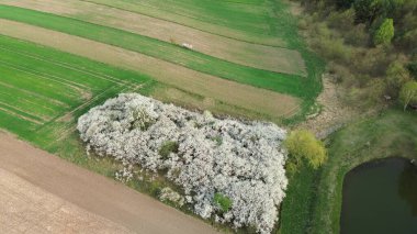 Kırsal meyve bahçesi tamamen çiçek açmış.