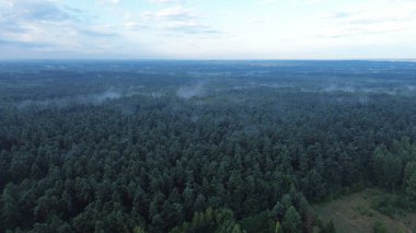 Yoğun orman örtüsü sisle kaplanmış.