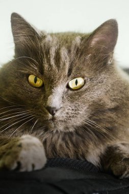 Sırt çantasında dinlenen tüylü gri kedi.