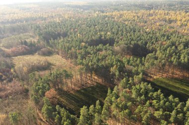 Yoğun ormanlı sonbahar doğa sahnesi