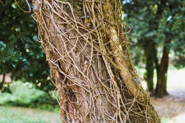 Kuru sarmaşıklara sarılmış orman ağacı.