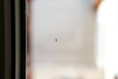 Hastalık taşıyan minik böcek cama konuyor.