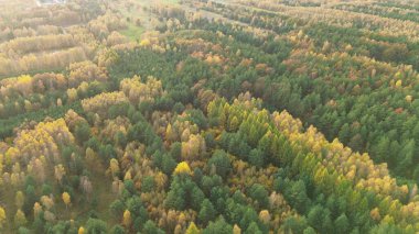 Drone görünümünden sonbahar ormanlık deseni