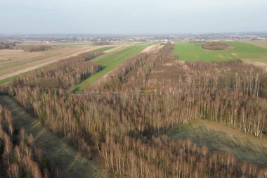 Baharda seyrek orman manzarası