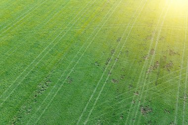 Traktör izleri tarlada hasar bırakıyor