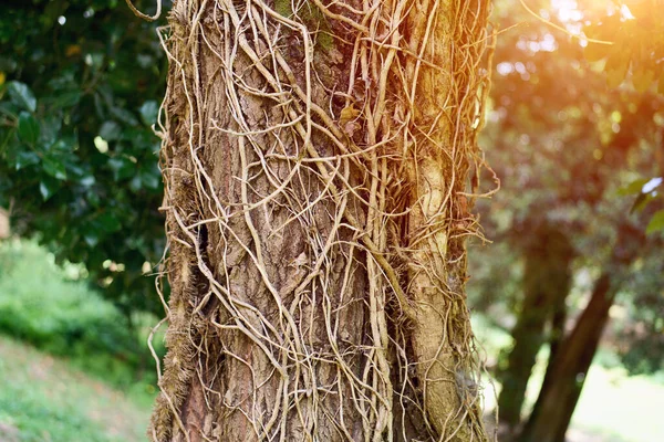 Doğal orman sürüngenleri detaylı doku oluşturur.