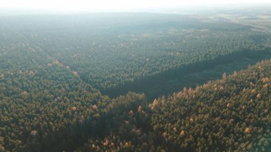 Mevsimler ormanda çıplak ağaçlarla değişir.