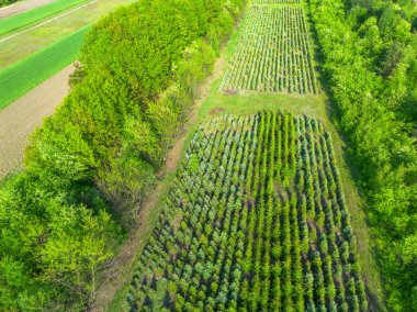 Dışarıda düzgünce sıralanmış kozalaklı fidanlar var.
