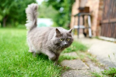 Küçük tüylü kedi yavrusu yaz çayırlarında özgürce yürüyor.