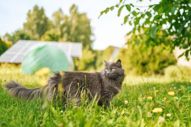 Genç gri kedi baharda otlağı keşfediyor.