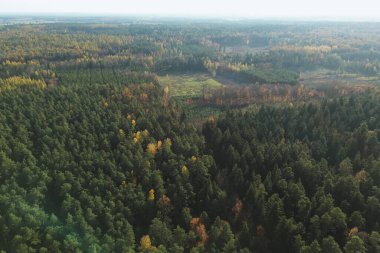 Her zaman yeşil olan bitkiler açık ormanlık alanda filizleniyor.