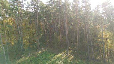 Hava Sonbahar Yeşilleri Görünümü: Sonbahar Ormanı Tepesi 'nin Canlı Renkleri