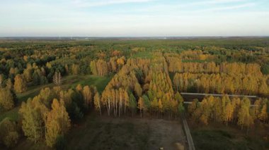 Sonbaharda kozalaklı ve yaprak döken ağaçlar