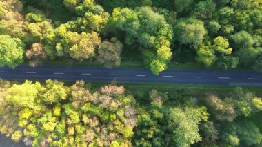 Sessiz orman yolunda arabalı sonbahar manzarası