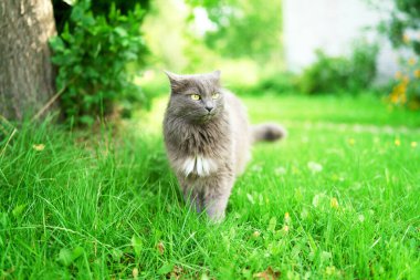 Huzurlu gri kedi bahçe bitkilerinin yanında yürüyor