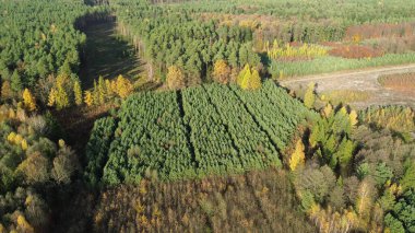 Planlanan orman yenilenmesi yoluyla doğa düzelmesi