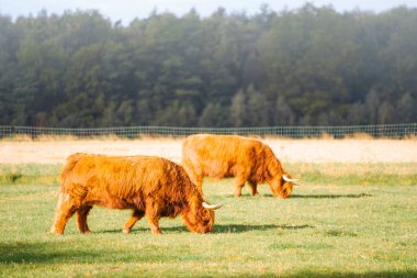 Yeşil çayırda duran İskoç ineği